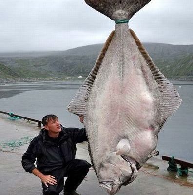 超巨大魚オヒョウとは？漁師が億の年収を釣り上げる。味はえんがわ、レシピも！