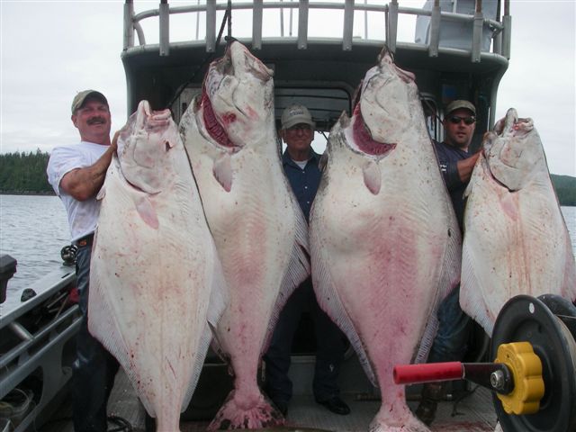 超巨大魚オヒョウとは 漁師が億の年収を釣り上げる訳 味にレシピも